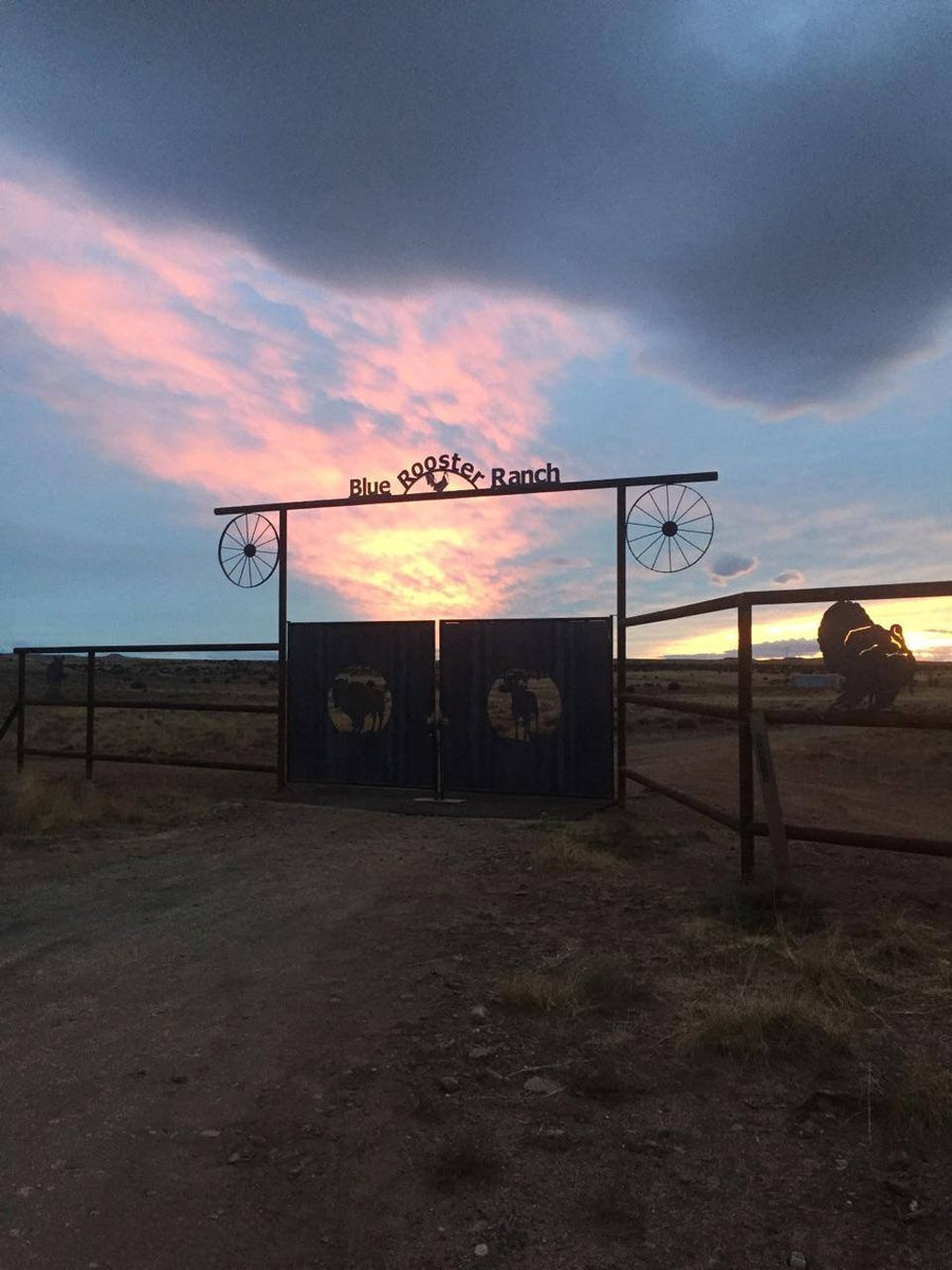 Hunt Packages Blue Rooster Hunting Ranch