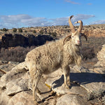 Ram Hunt - Gold - Arizona Hunting Club